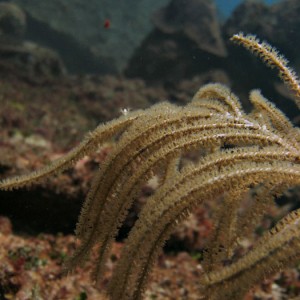 Gorgonian...