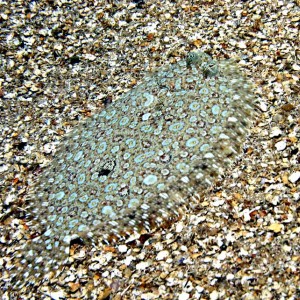 Peacock Flounder 2