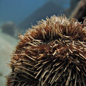 Sea Urchin closeup