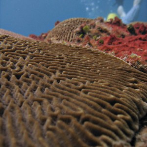 Coral, shallow DOF