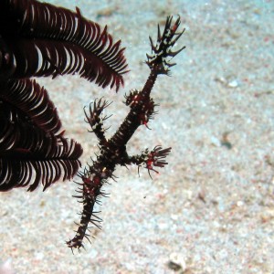 ghost pipe fish,philippines