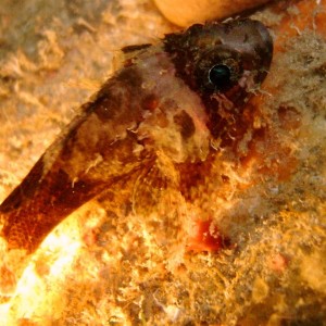 Blotchfin scorpionfish
