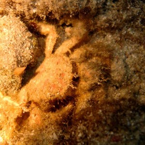 Crab - Furry and fast