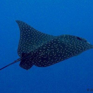 Spotted Eagle Ray