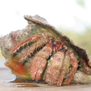 hermit crab