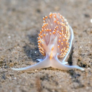 nudi_3