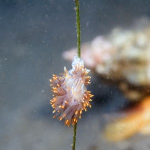 nudi_6