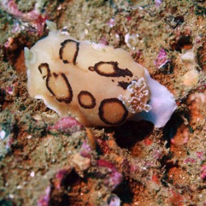 ringed_dorid