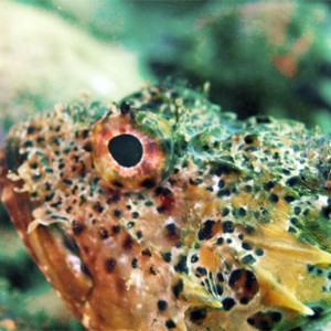 scorpianfish