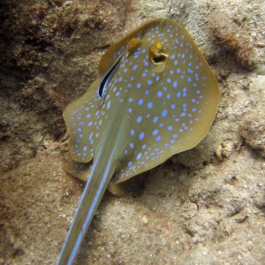 Redang 06 - Blue-spotted Stingray 03