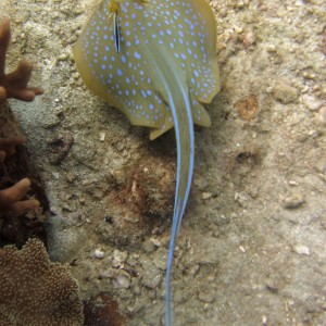 Redang 06 - Blue-spotted Stingray 02