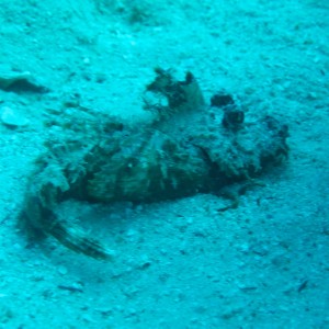 Redang 06 - Scorpionfish?