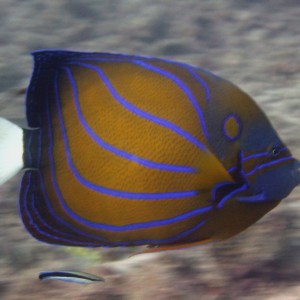 Redang 06 - High speed Angelfish!