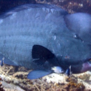 Redang 06 - Bumphead Parrotfish 03