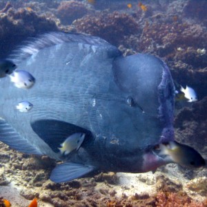 Redang 06 - Bumphead Parrotfish 02