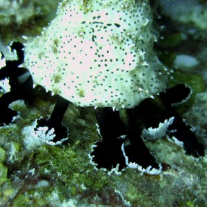 Redang 06 - Sea Cucumber Closeup
