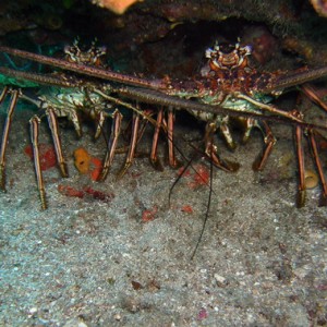 lobsterbuddies