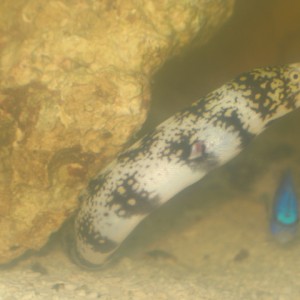 snowflake Eel and a Blue Damsel