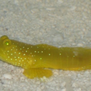 Yellow Goby