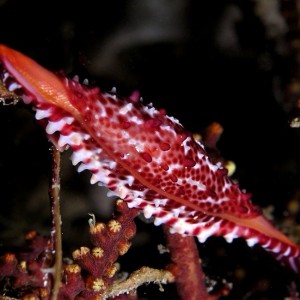 Colorful Allied Cowry