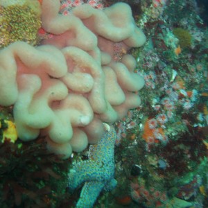 Lobed Tunicate