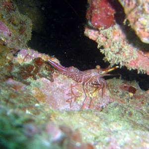 Hingeback Shrimp (Rhynchocinetes Durbanensis)