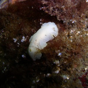 nudi