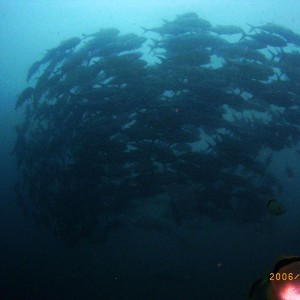 a school of Jack fish