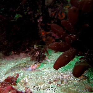 Bay Goby