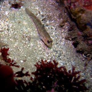 Bay Goby