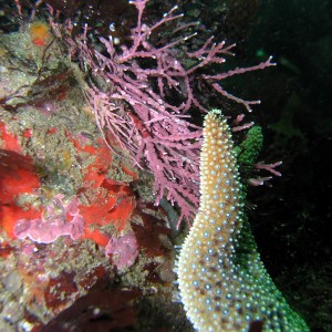 Ochre Starfish