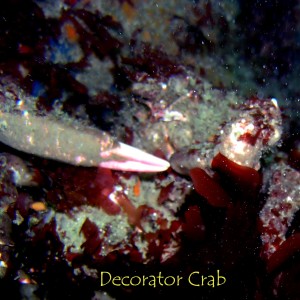 Decorator Crab