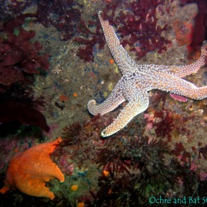 Ochre and Bat Starfish