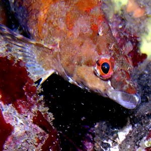 Painted Greenling