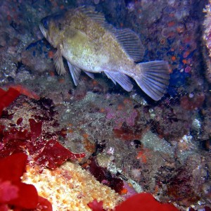 Rock Fish