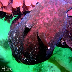 Sea Hare