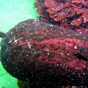 Sea Hare