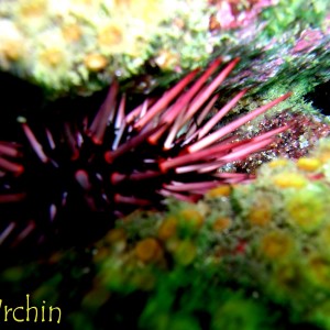 Sea Urchin