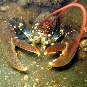 Zeeland - Lobster