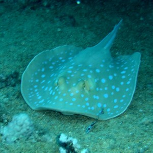 Blue Spotted Ray