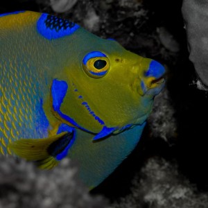 Queen Angelfish