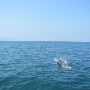 DolphinsPuertoVallarta_1_