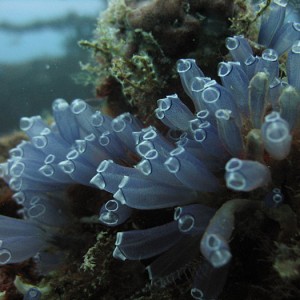 Tunicates