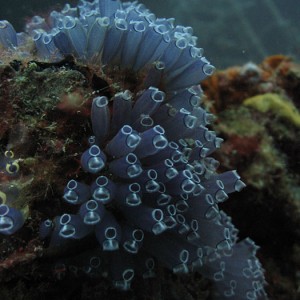 Tunicates 2