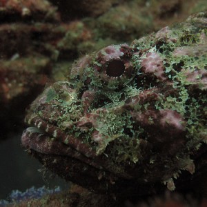 ScorpionFish