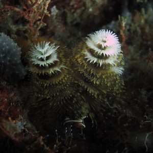 Christmas tree worm