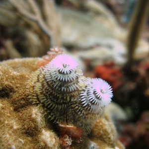 Christmastree worm