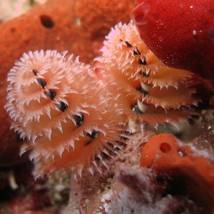 Christmastree worms