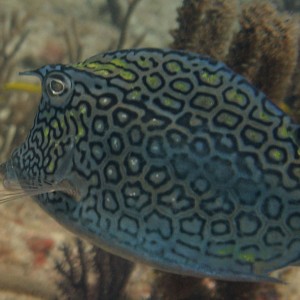 Honeycomb cowfish