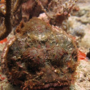 Scorpion Fish